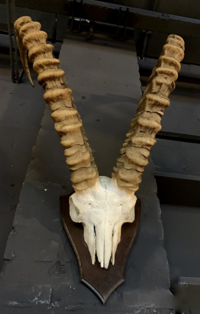 Rough skull of an ibex