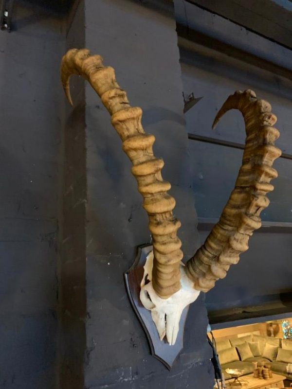 Ruige schedel van een ibex.