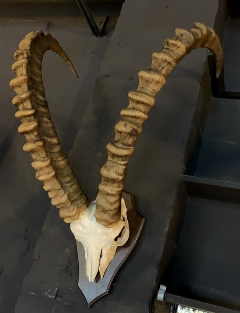 Rough skull of an ibex
