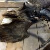 Rough stuffed head of a wild-goat