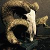 Rough weathered skull of a very large ram