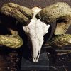 Rough weathered skull of a very large ram