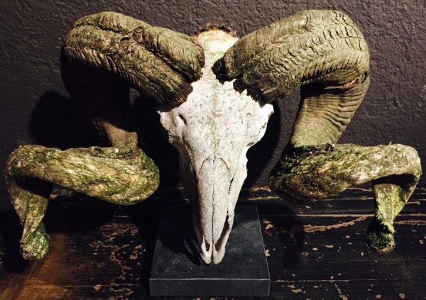 Rough weathered skull of a very large ram
