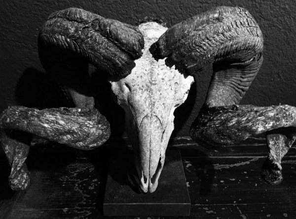 Rough weathered skull of a very large ram
