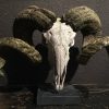 Rough weathered skull of a very large ram