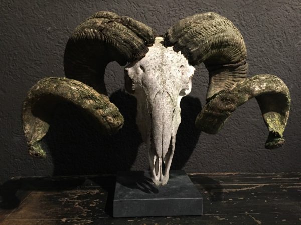 Rough weathered skull of a very large ram