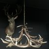 Round chandelier antlers