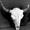 Rugged skull of a very large old bison bull