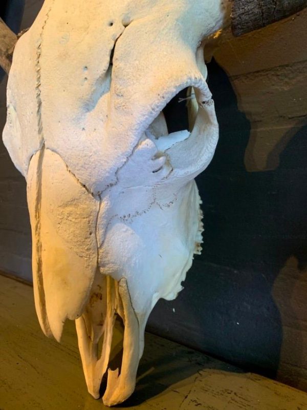Ruige schedel van een zeer grote oude bizon stier