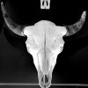 Ruige schedel van een zeer grote oude bizon stier