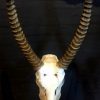 Rugged skulls of waterbuck