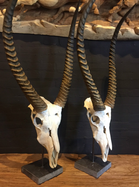Rugged skulls of waterbuck
