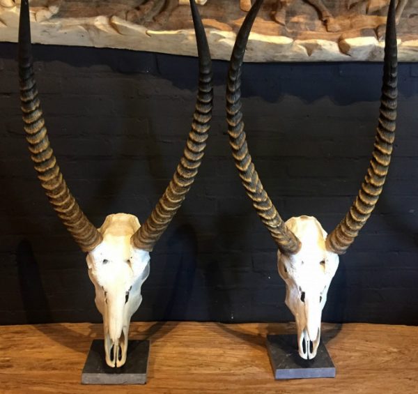 Rugged skulls of waterbuck