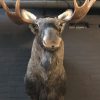 Scandinavian moose head