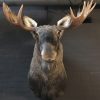 Taxidermy head of a hare