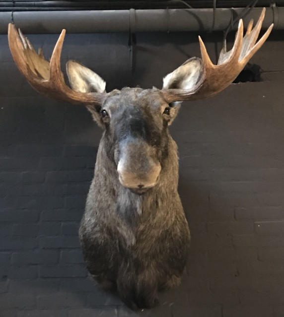 Scandinavian moose head