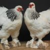 Schönes ausgestopfter Brahma-Huhn