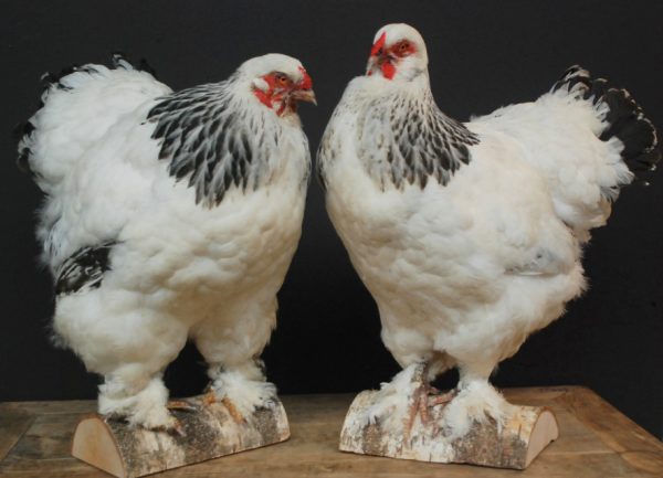 Schönes ausgestopfter Brahma-Huhn