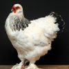 Schönes ausgestopfter Brahma-Huhn
