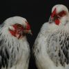 Schönes ausgestopfter Brahma-Huhn