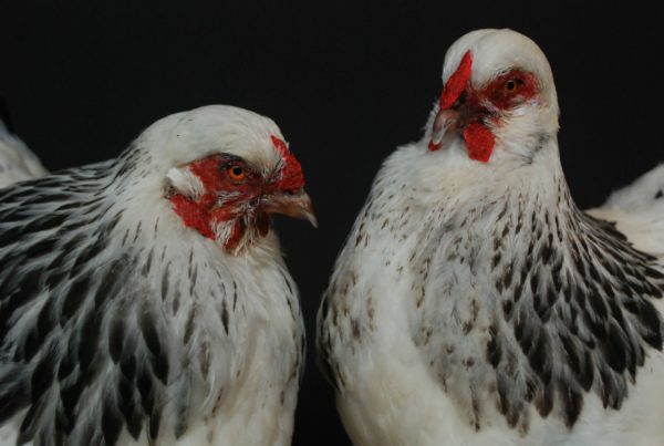 Schönes ausgestopfter Brahma-Huhn