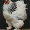 Schönes ausgestopfter Brahma-Huhn