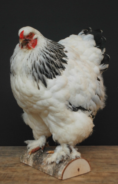 Schönes ausgestopfter Brahma-Huhn