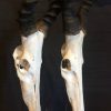 Set skulls of red hartebeest