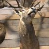 Imposing head of a red stag (uneven 26-pointer).