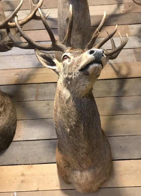 Shouldermount head capital red stag