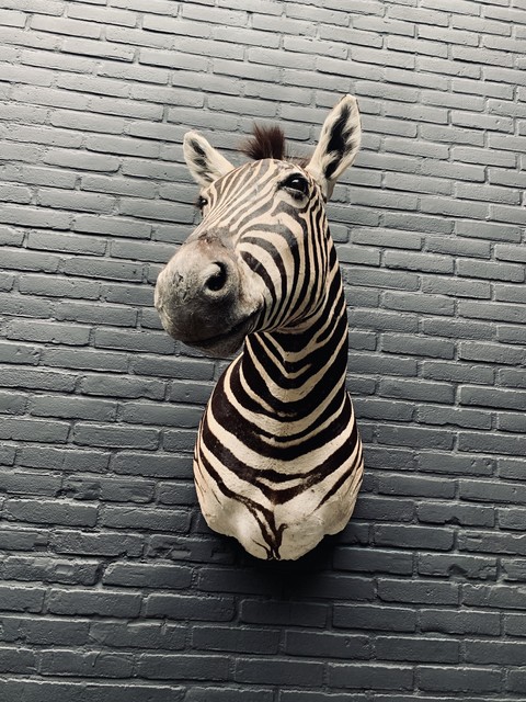 Shouldermount of a Burchell zebra