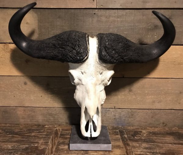 Skull of a Cape buffalo