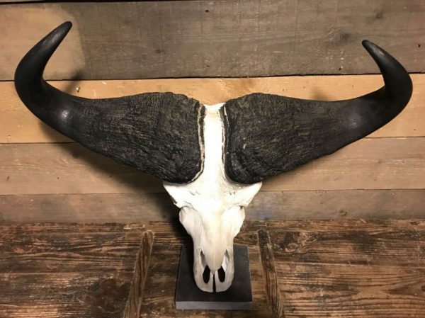 Skull of a Cape buffalo