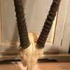 Schädel eines Kapital Oryx