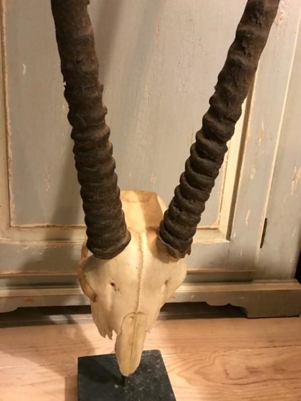 Skull of a capital oryx