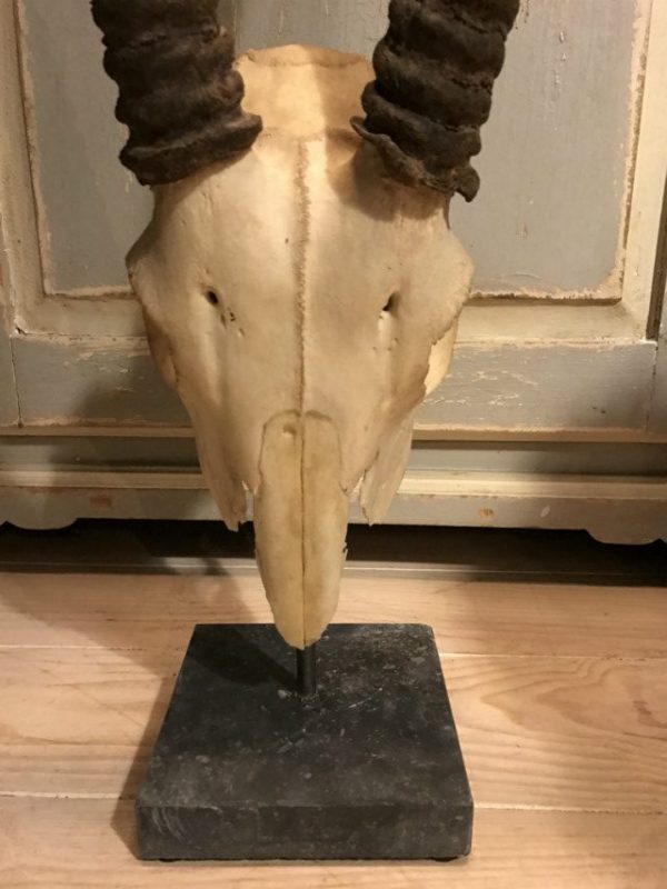 Skull of a capital oryx