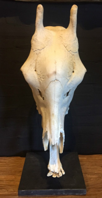 Skull of a giraffe mounted on a stone pedestal