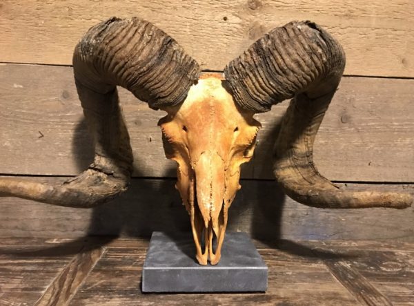 Skull of a huge ram
