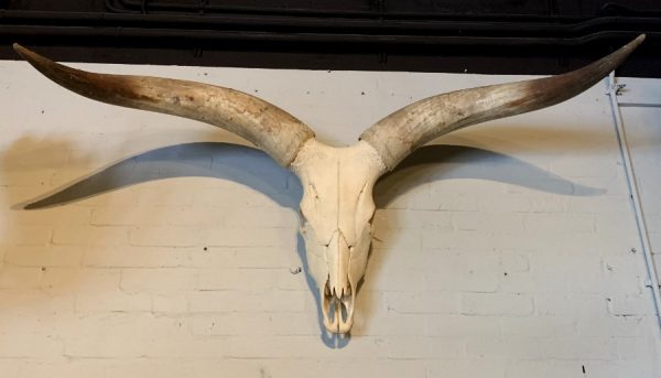 Skull of a huge Watusi bull