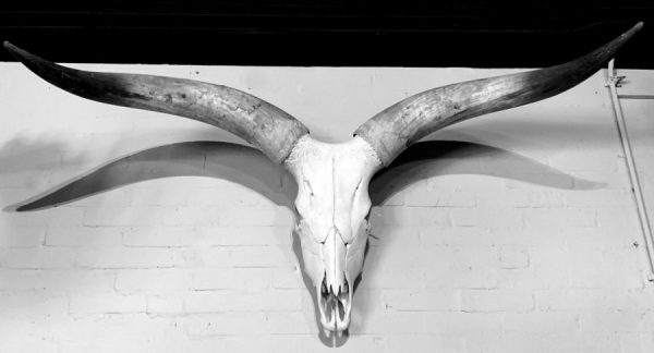 Skull of a huge Watusi bull