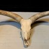 Skull of a huge Watusi bull