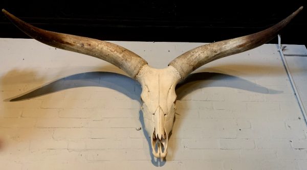 Skull of a huge Watusi bull