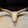 Skull of a huge Watusi bull