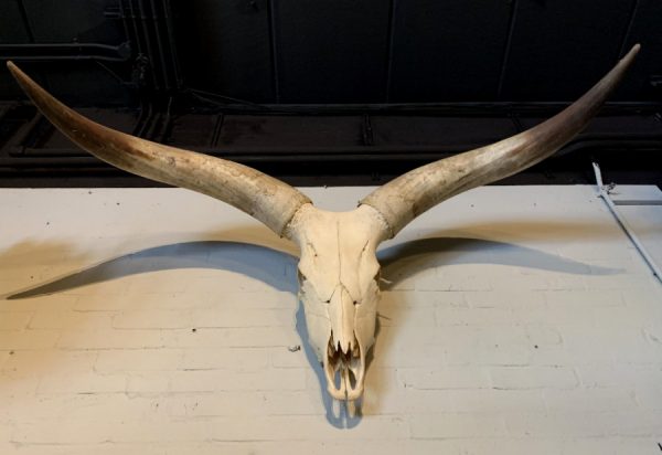 Skull of a huge Watusi bull