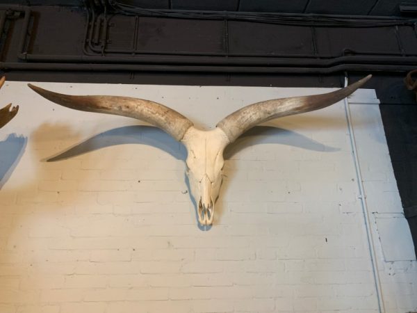 Schedel van een enorme Watusi stier