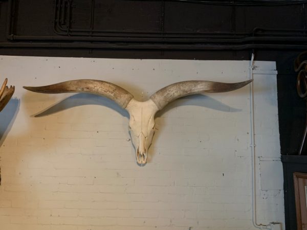 Schedel van een enorme Watusi stier
