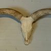 Skull of a huge Watusi bull