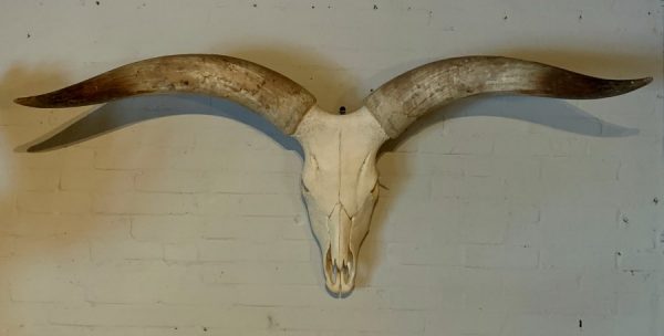 Schedel van een enorme Watusi stier