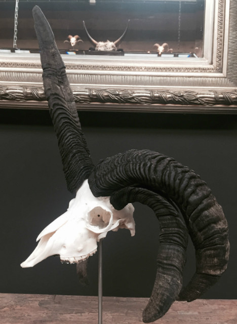 Skull of a Jacob sheep