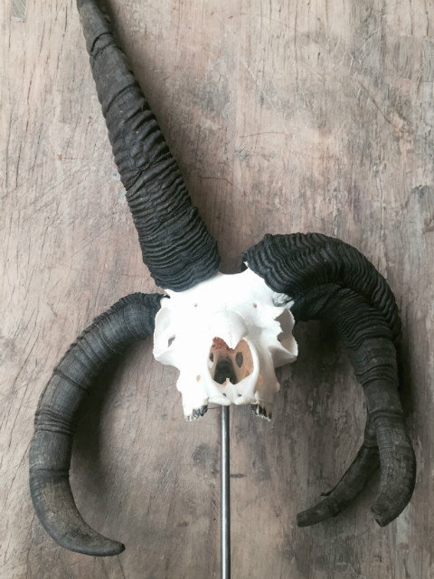 Skull of a Jacob sheep